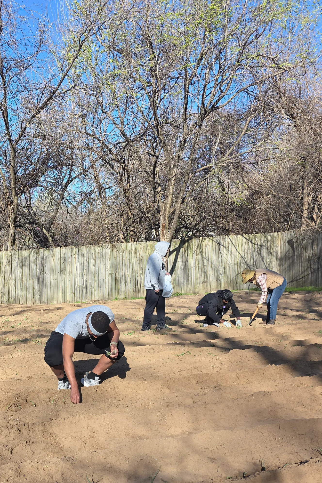 3 men and 1 woman bending over to plant seeds in large garden rows.
