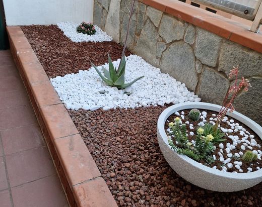 Una pianta in vaso è posta in un giardino circondata da rocce e ghiaia.