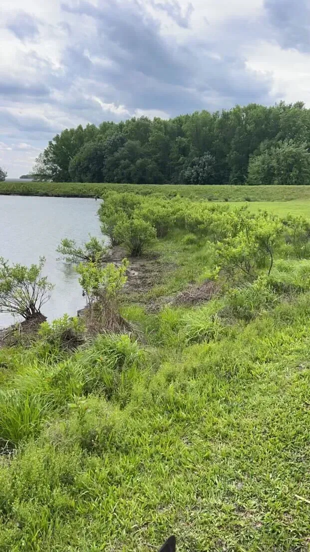 Grassy lake shore beside calm water under a cloudy sky, with a tree line in the distance.
