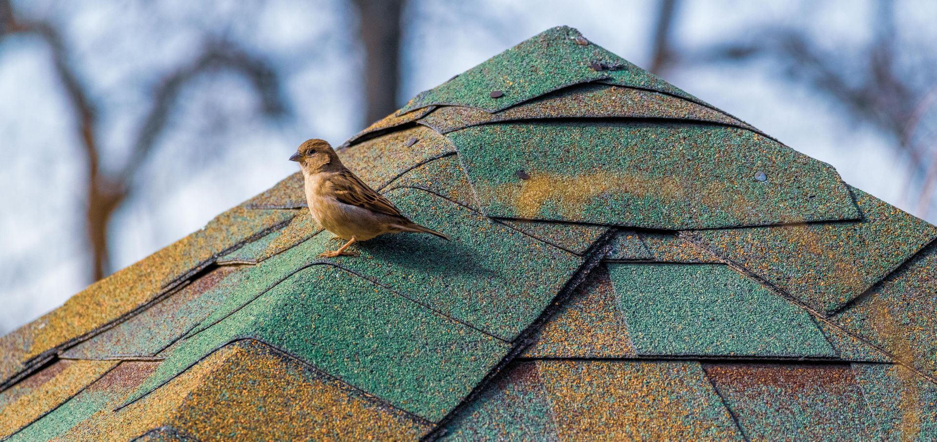 Bird perched on a green shingled roof near a chimney under blue sky