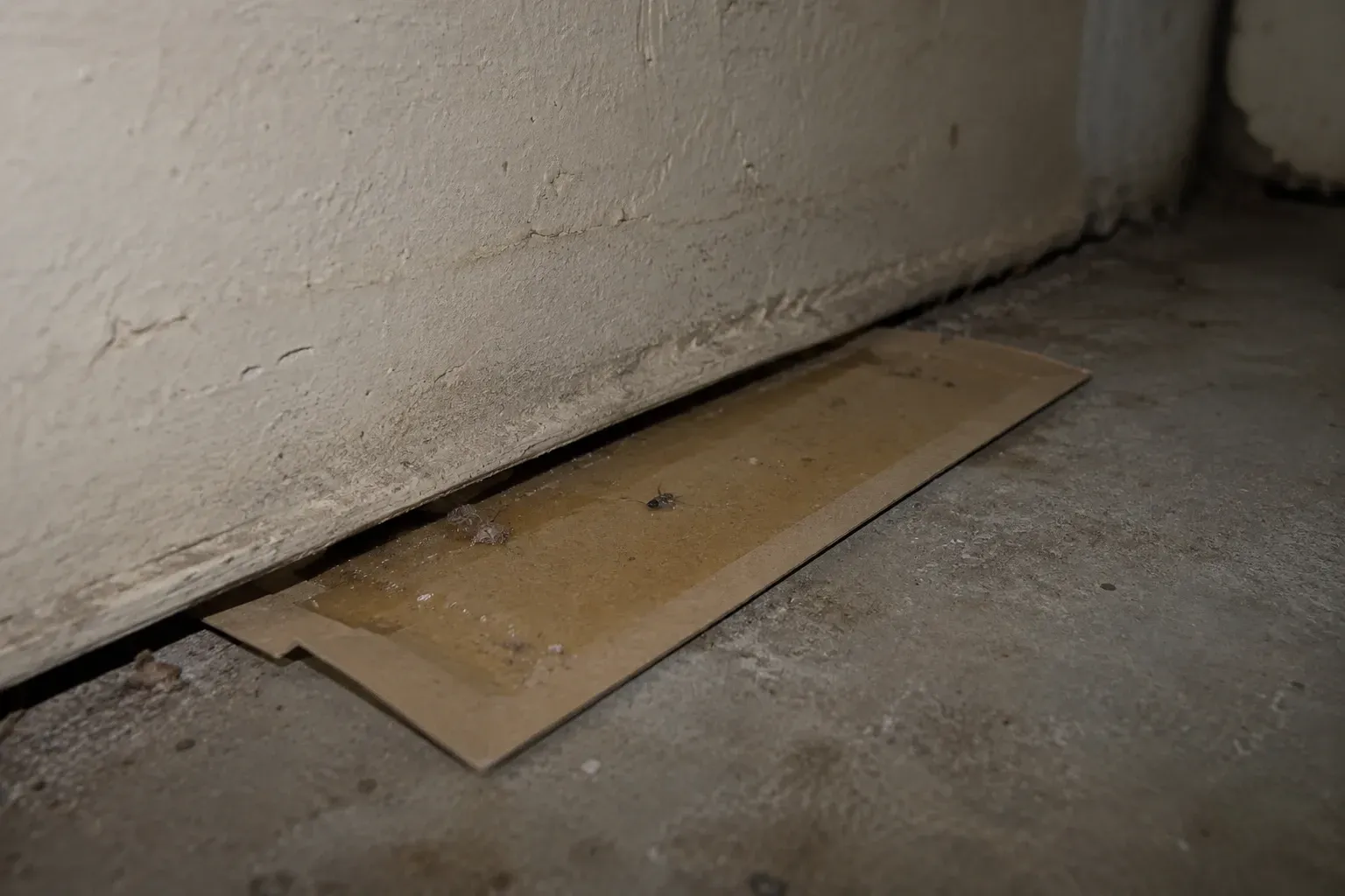 Glue trap placed along baseboard to monitor brown recluse spider activity in basement