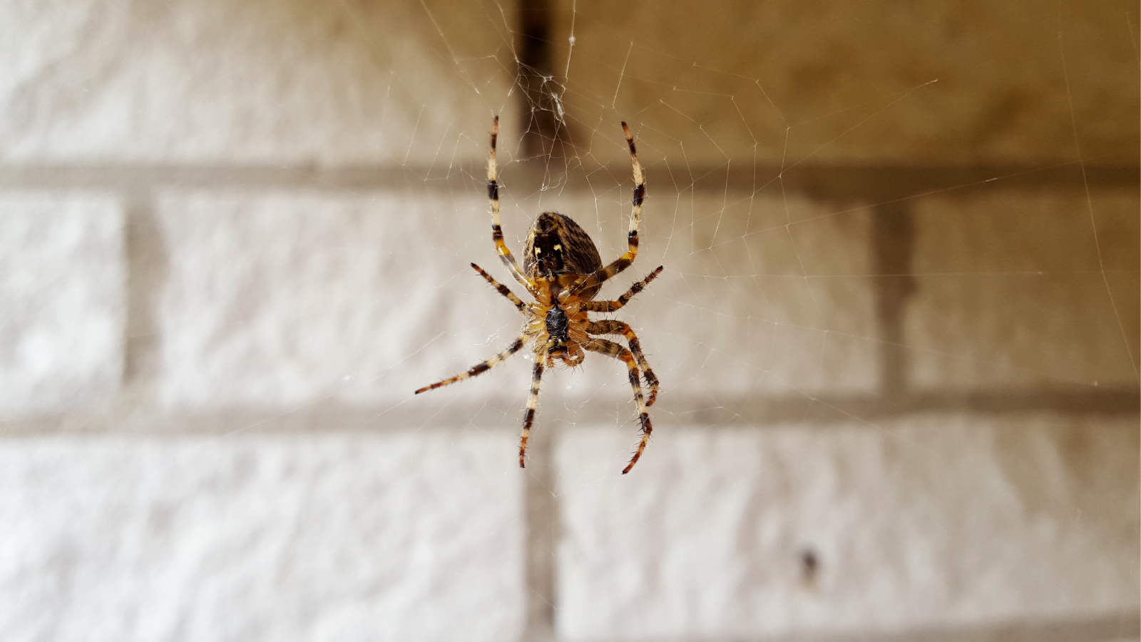 A professional removing brown recluse