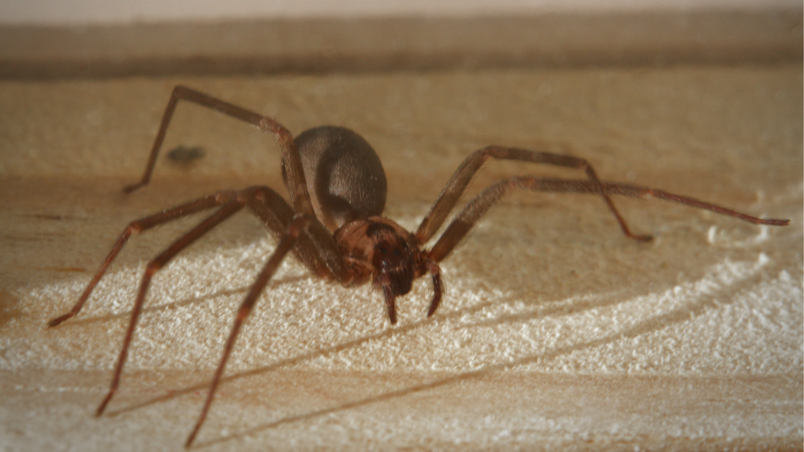 Cole Pest Control technician applying professional brown recluse spider treatment in Kansas City home