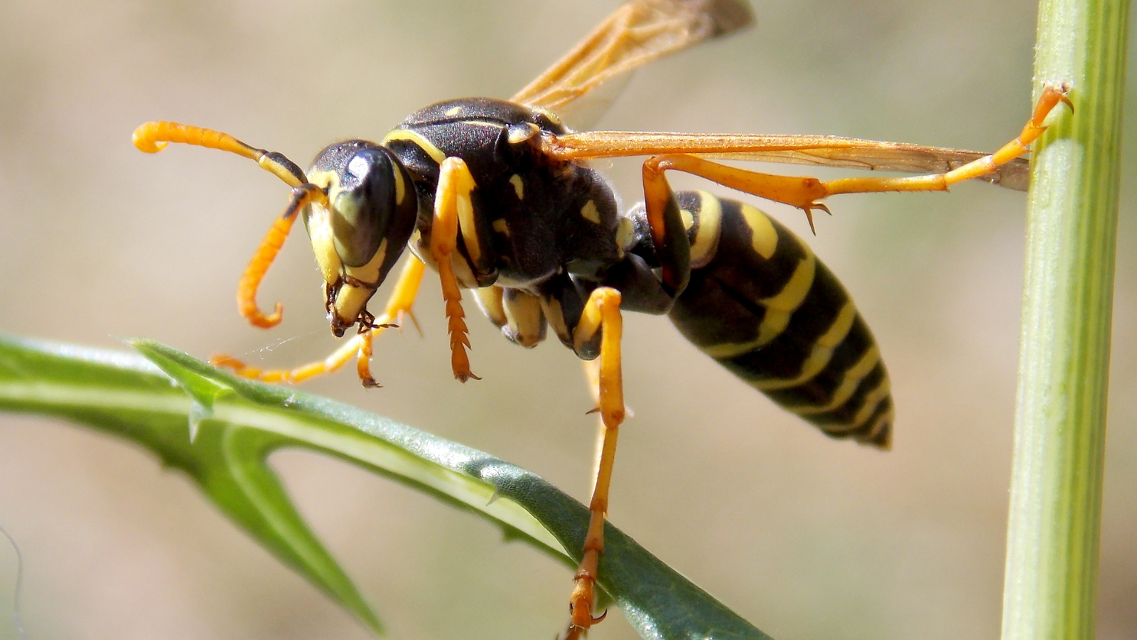 Close-up of a yellow jacket wasp perched on a green stem with folded wings