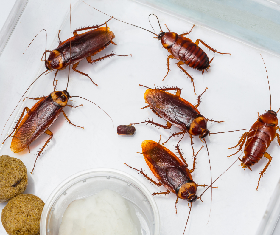 A picture showing cockroaches