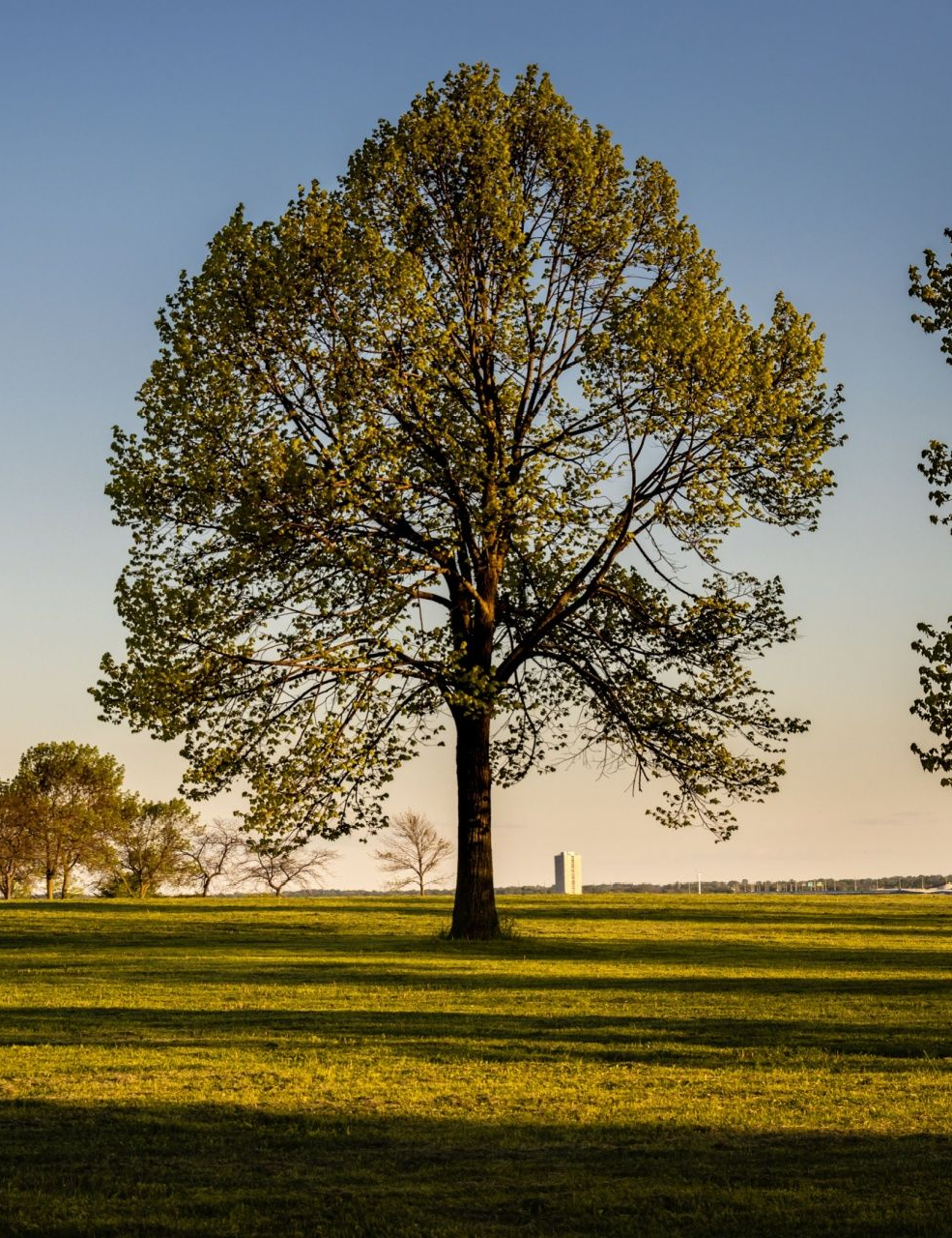 Solitary tree in a sunlit grassy field at sunset