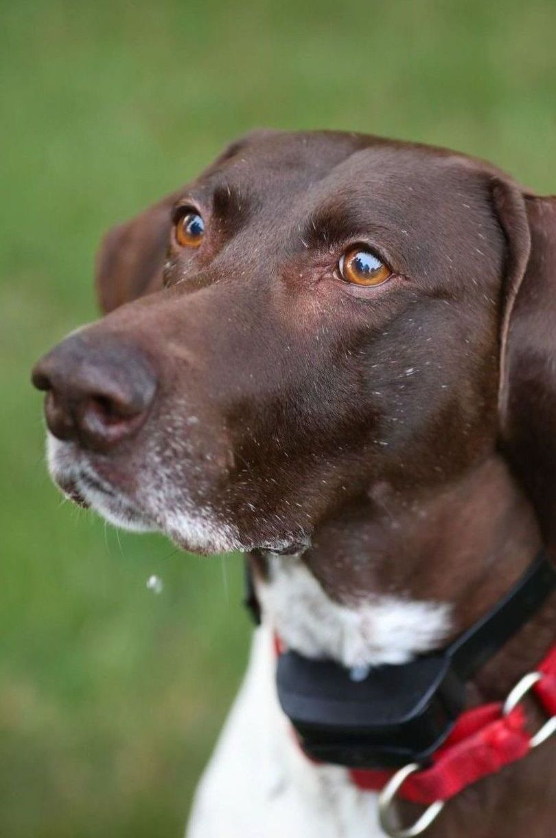 A close up of a brown and white dog wearing a red collar.