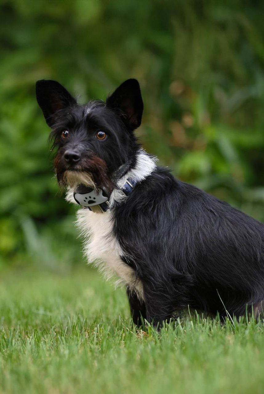 A black and white dog with a collar is sitting in the grass.