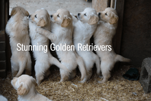 BOEKELO GOLDEN RETRIEVERS
