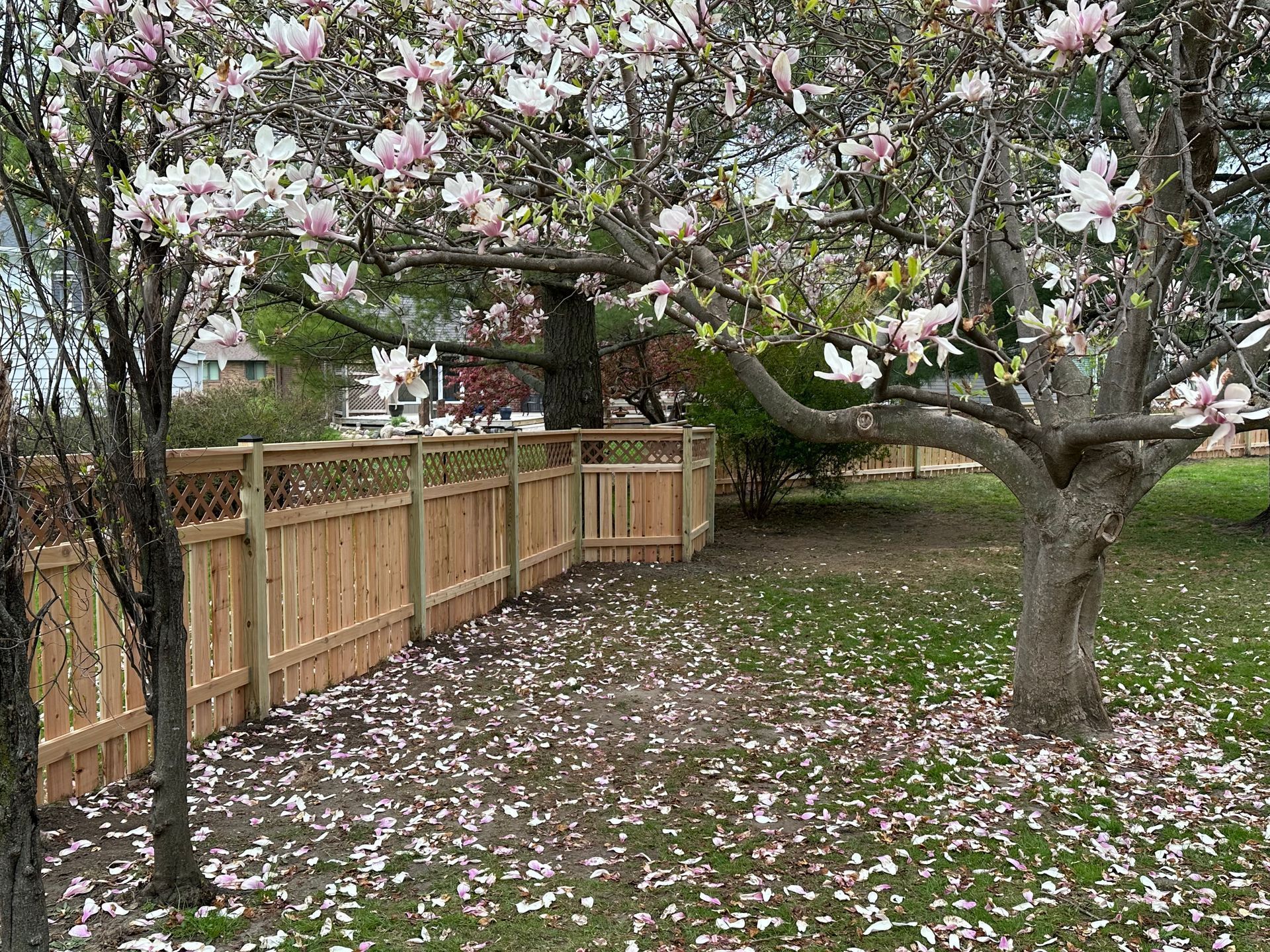 Blooming tree with pink flowers over a fenced yard and grass covered in fallen petals