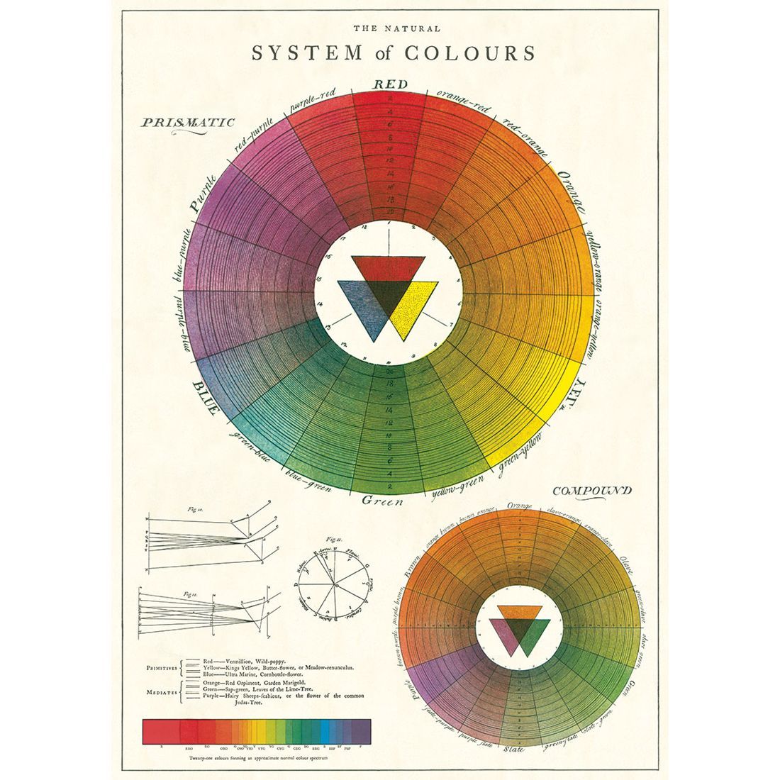 Póster Color Wheel (50X70cm)