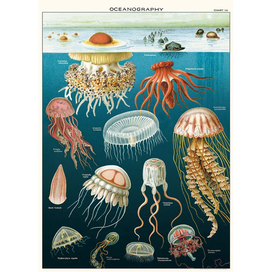 Póster Jellyfish (50X70cm)