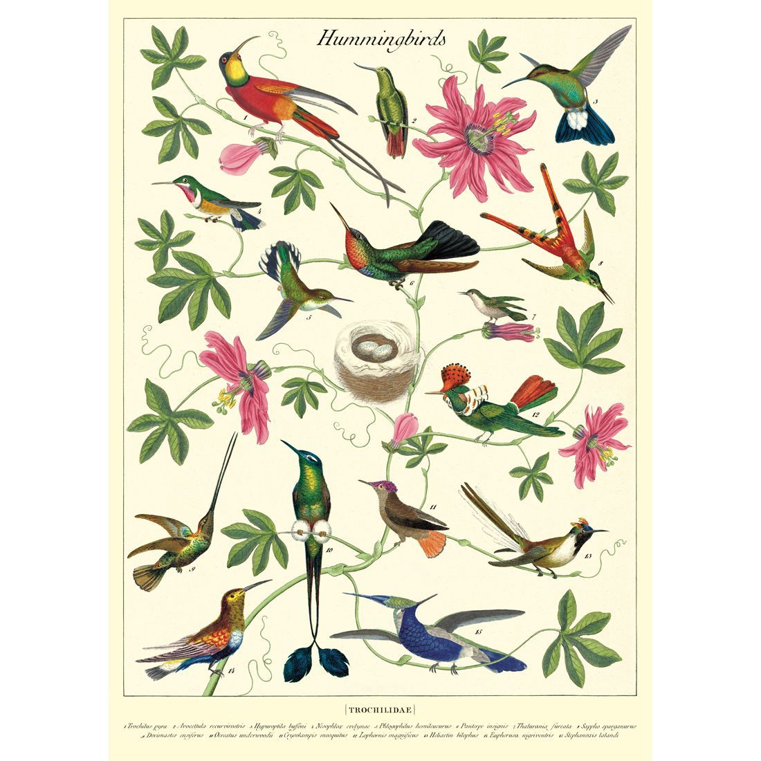 Póster Hummingbirds (50X70cm)
