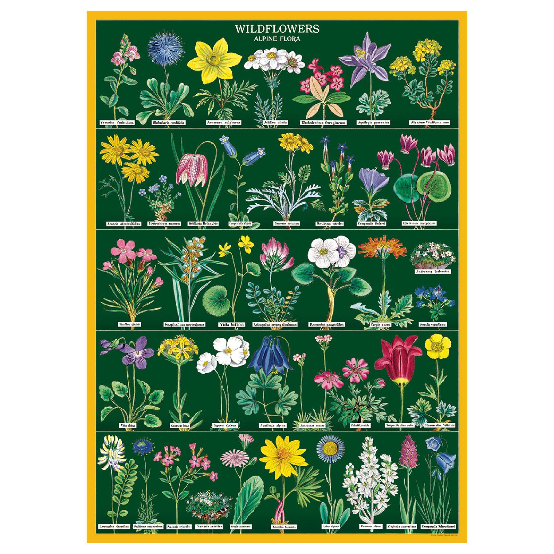 Póster Wildflowers 2 (50X70cm)