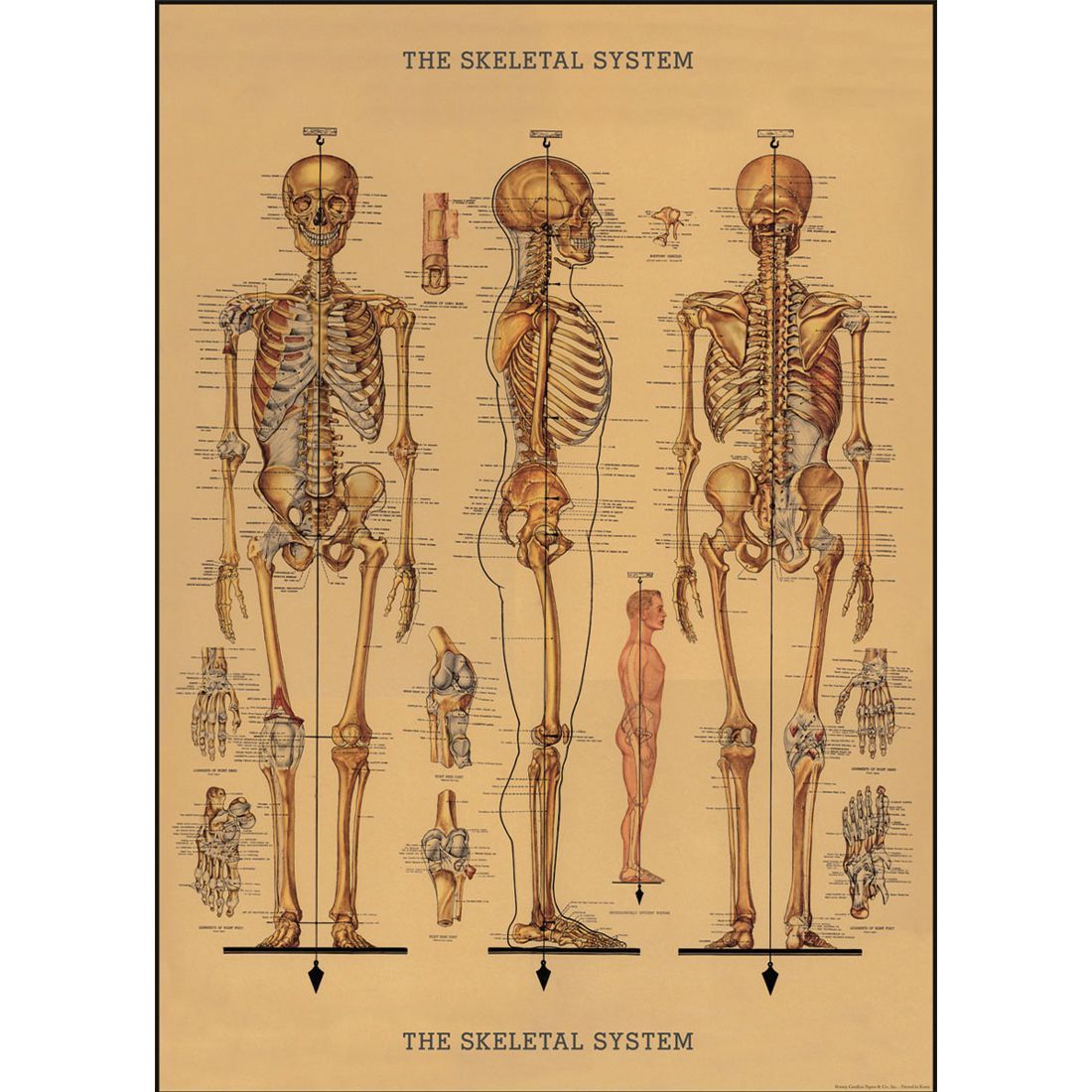Póster Skeleton (50X70cm)