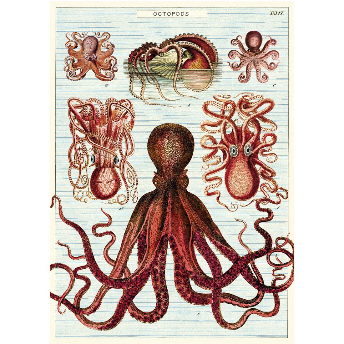Póster Octopods (50X70cm)