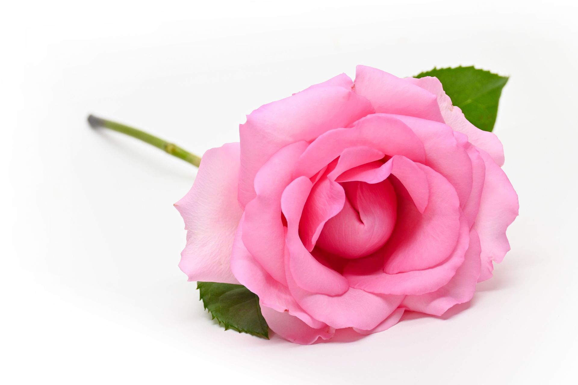 Huile de rose sauvage NEOLO, huile de rose, rose de Damas, soin intime, sécheresse vaginale, ménopause, soulage les brûlures et les démangeaisons dans le vagin sec, atrophie vaginale, atrophie vulvo-vaginale 