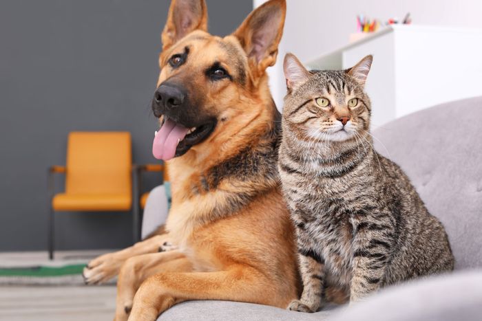 German shepherd and tabby cat sitting side by side on a couch in a living room