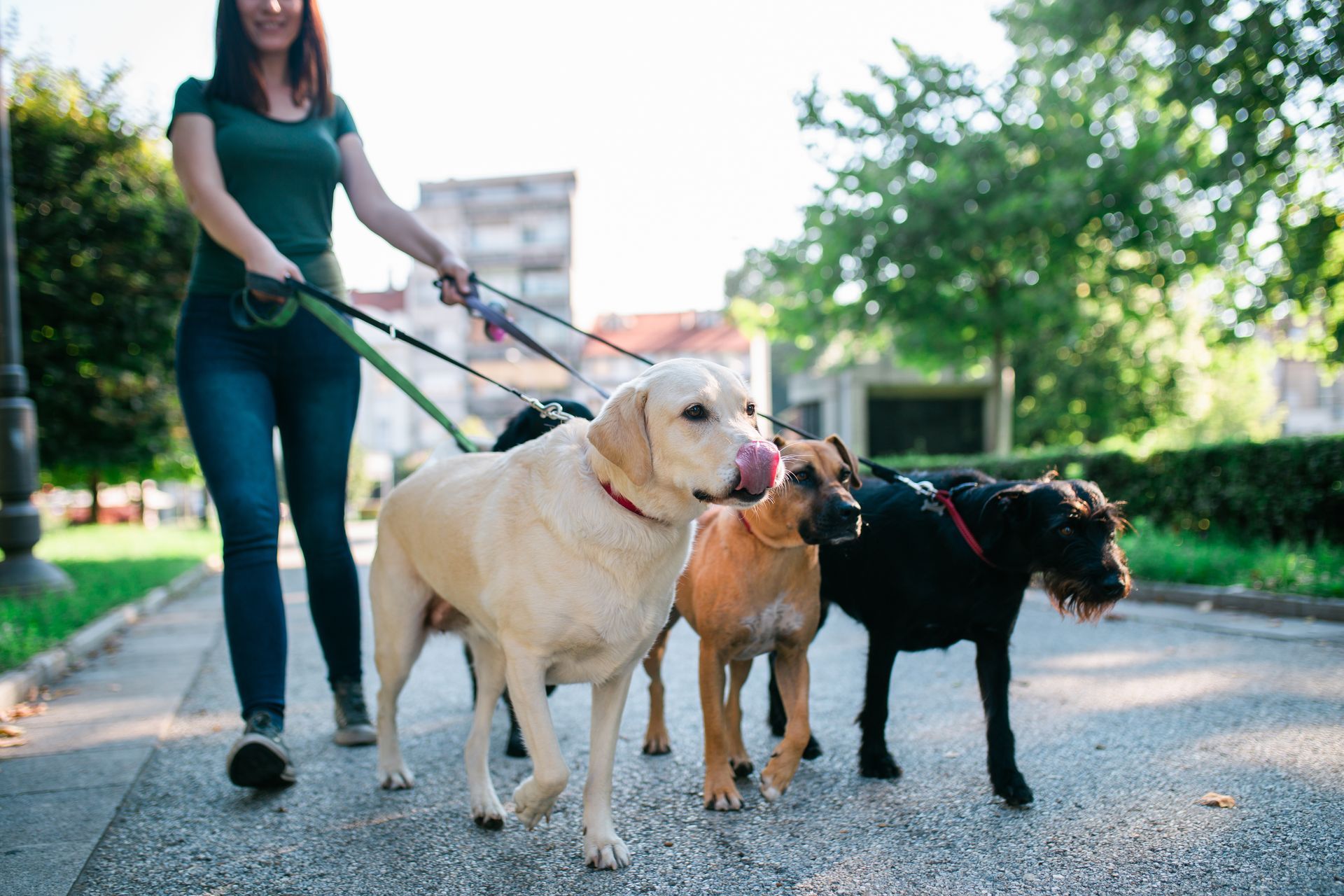 Dog walking Tysons VA