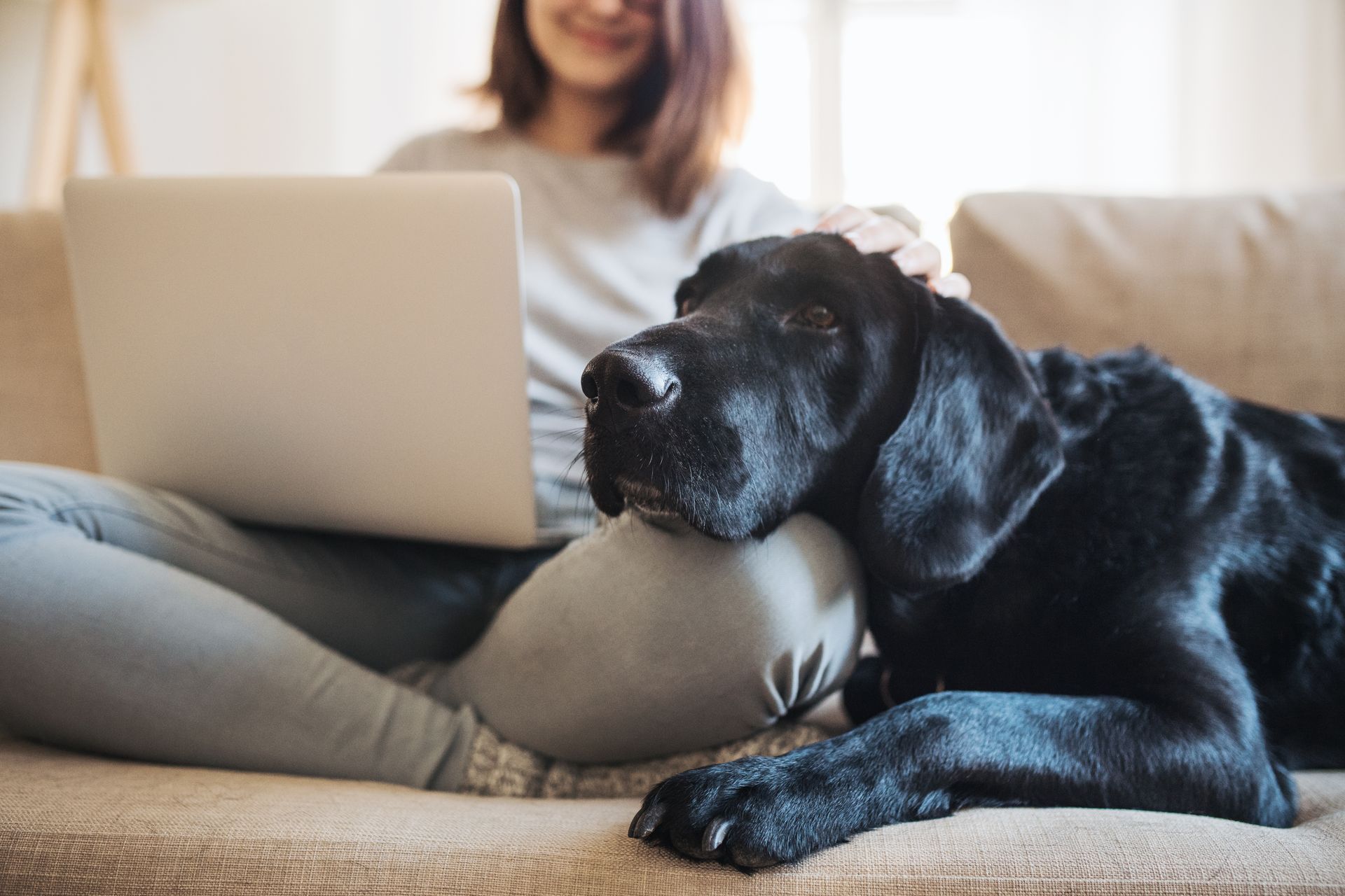 Pet Sitter Caring For A Dog In Washington DC