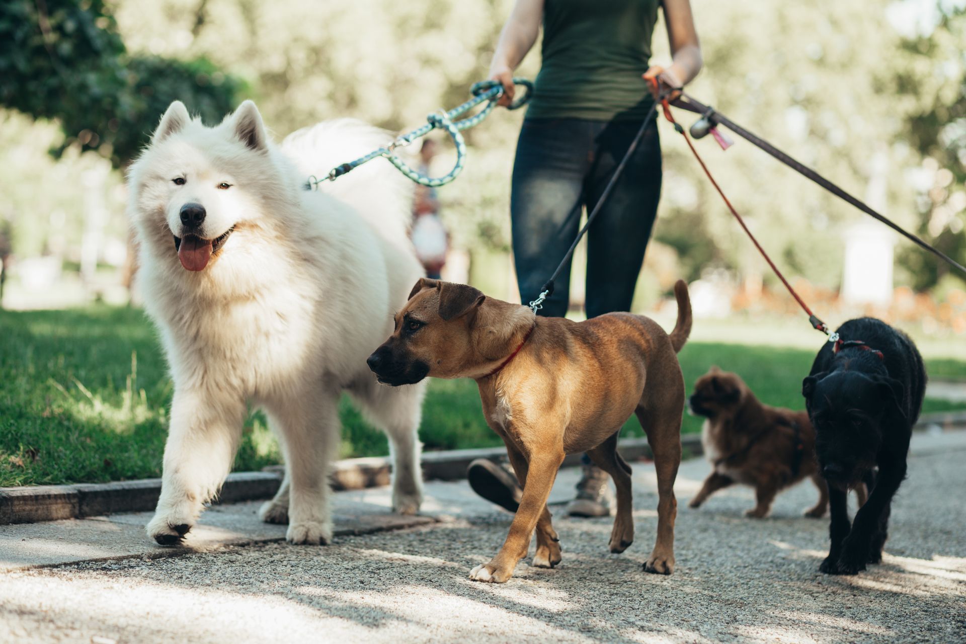 Dog walking Tysons VA