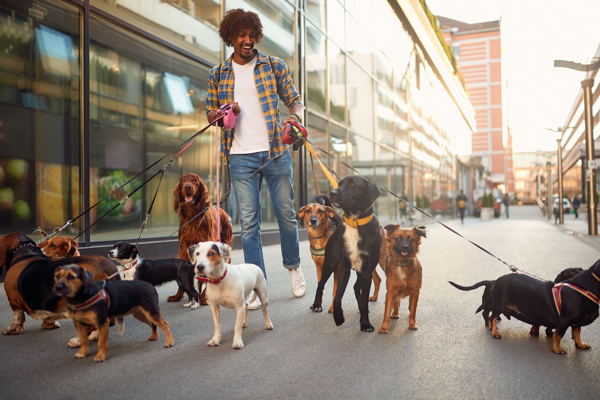 Puppy Luv dog walking service Tysons VA