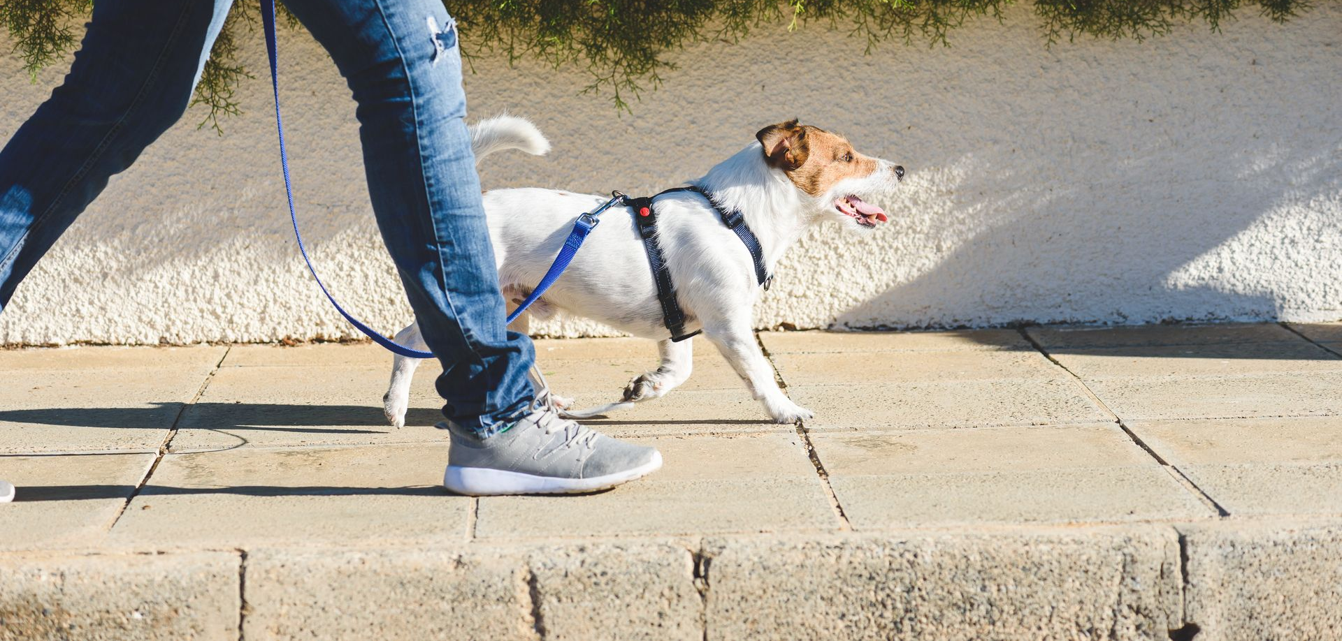 Person walking a small white dog on a leash along a sidewalk, with a hedge and wall in the background