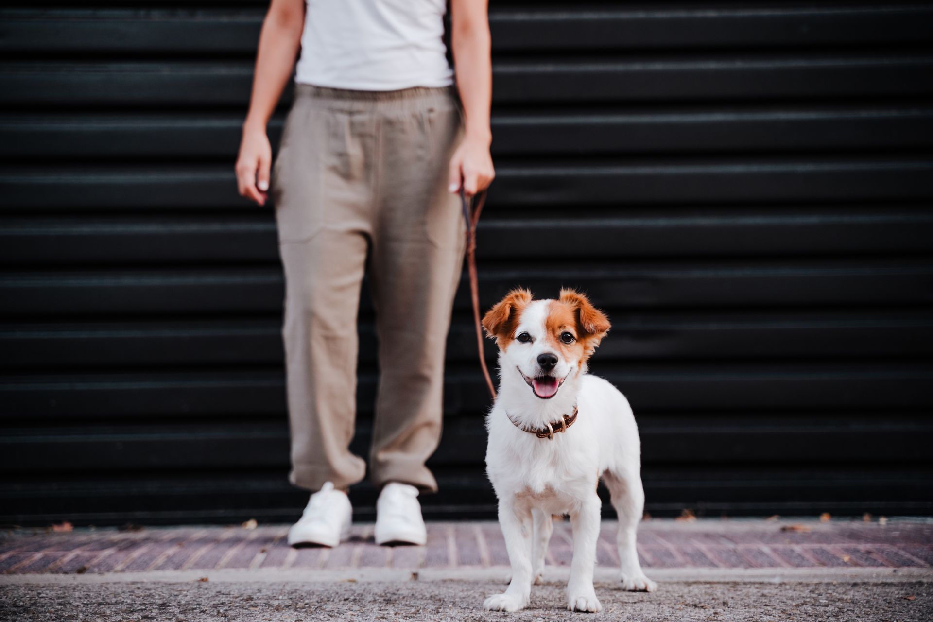 Dog walker Vienna Fairfax VA