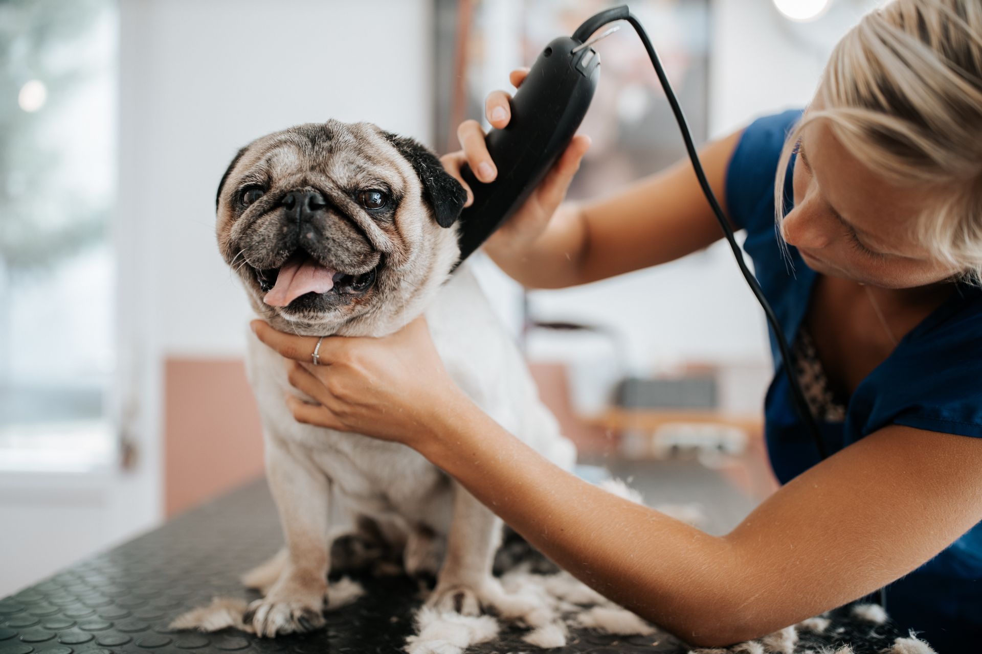 Veterinarian grooming a pug with electric clippers on a table