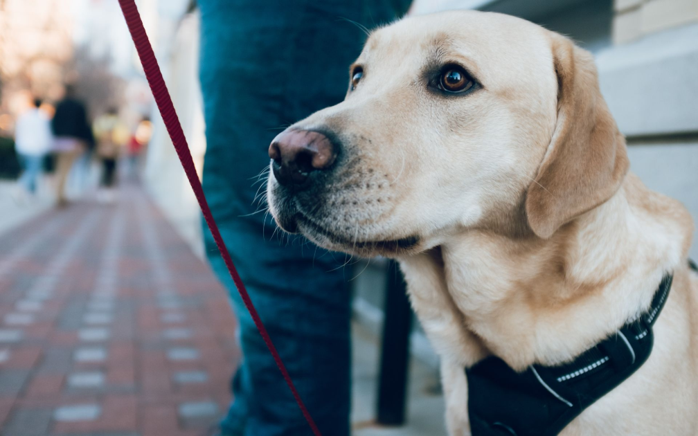 Person walking a small white-and-brown dog on a blue leash along a sunny sidewalk