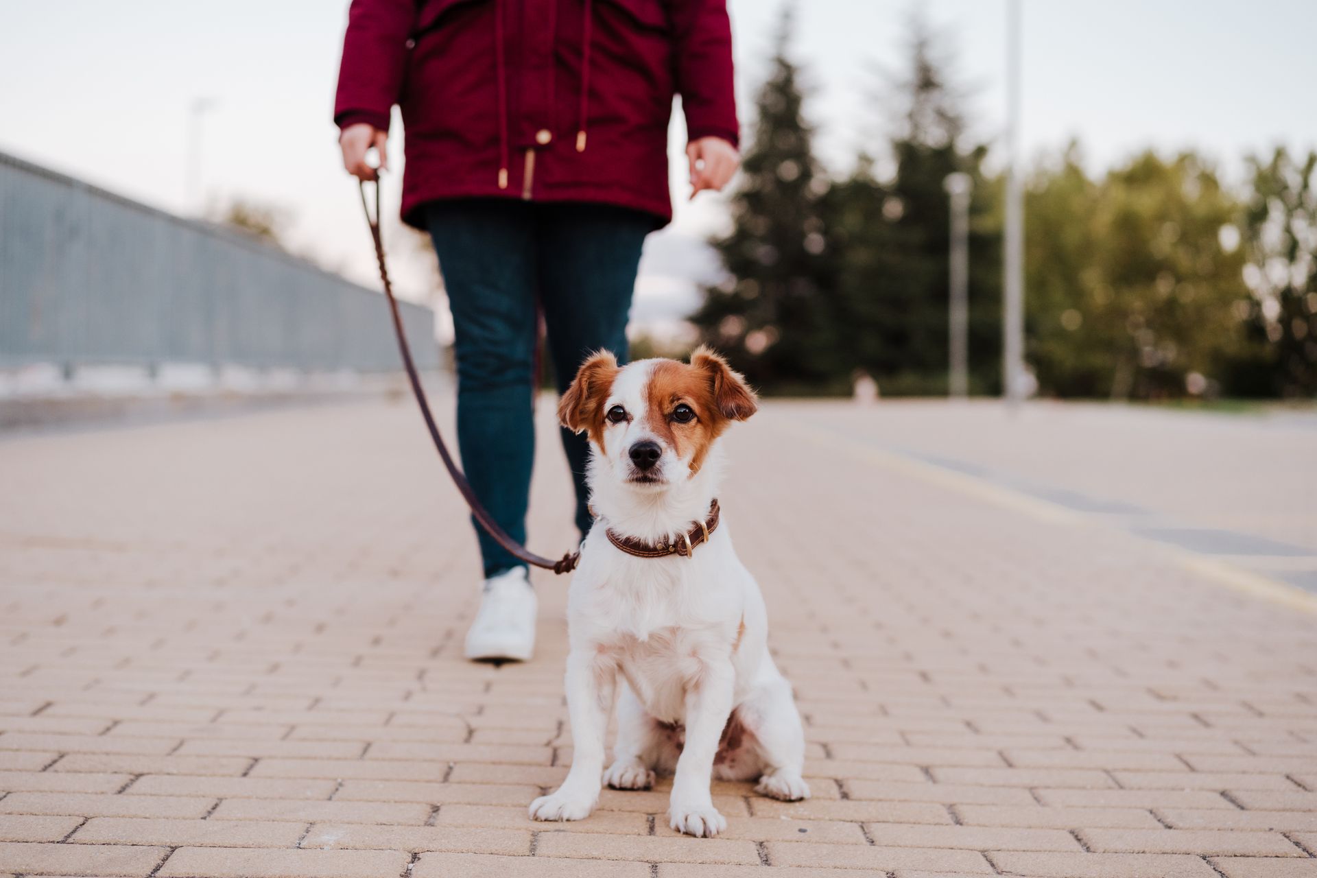 Professional dog walker Fairfax VA