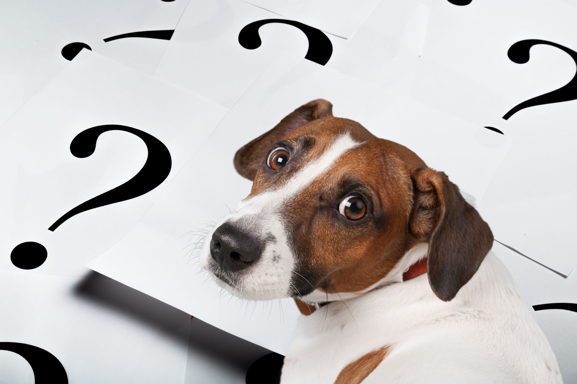 Confused brown-and-white dog looking back over its shoulder on a background of large question marks