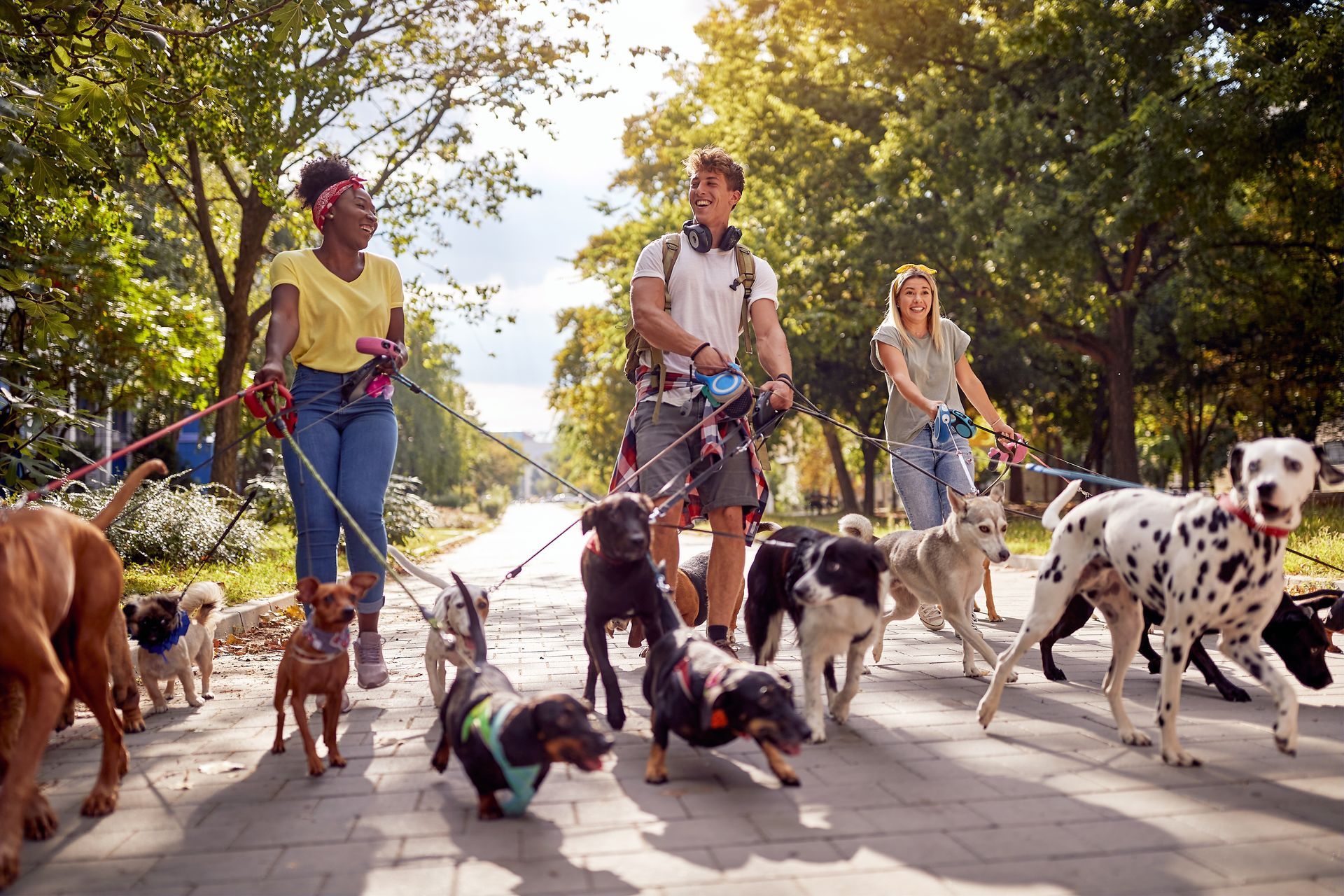 Puppy Luv dog walking service Alexandria VA