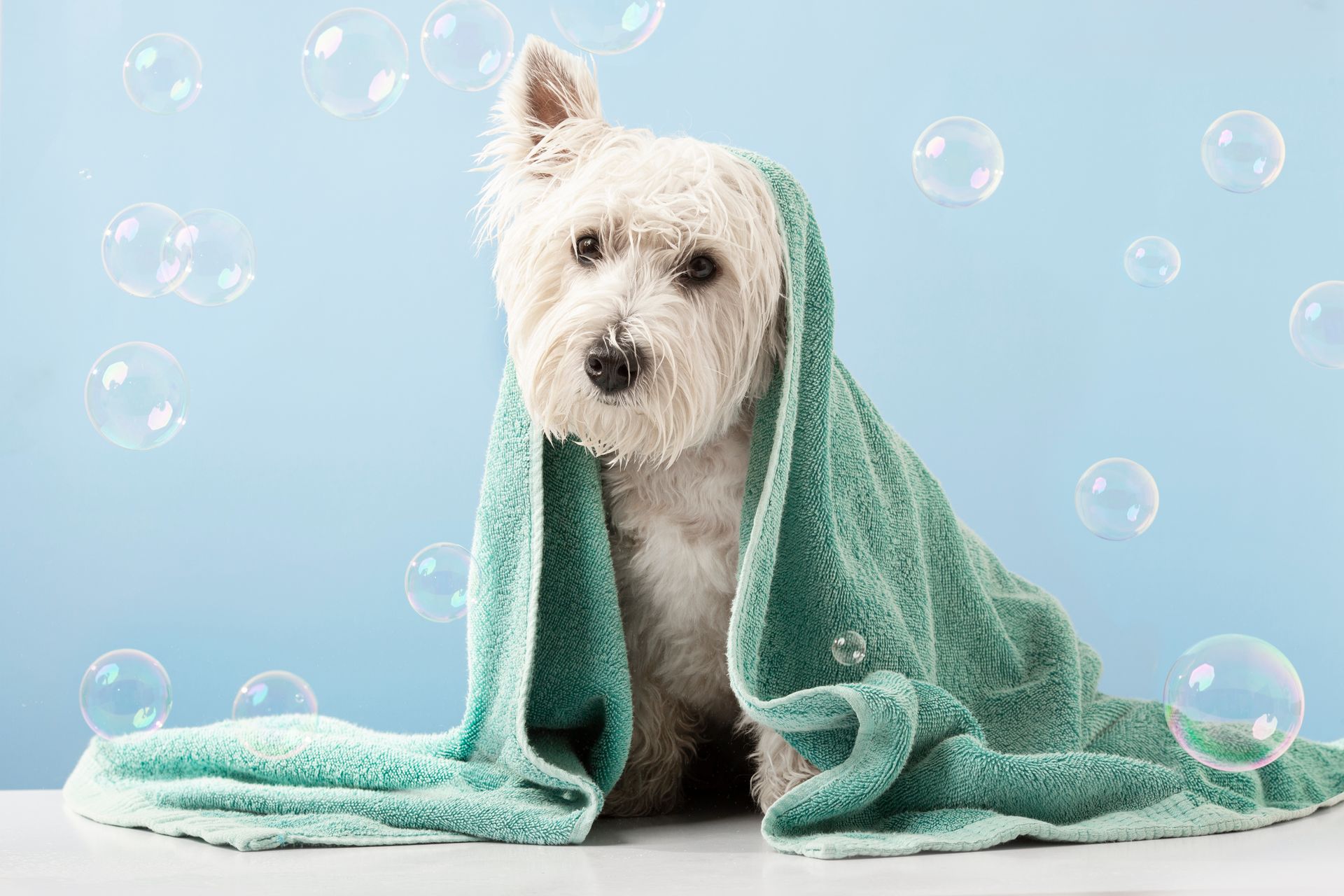 Professional dog groomer bathing a dog Tysons VA