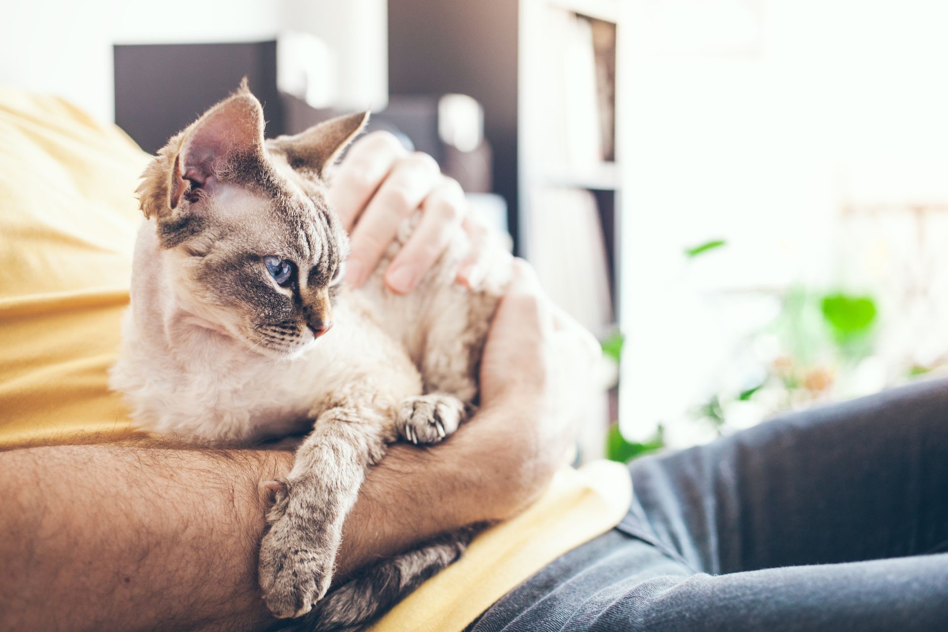 Cat resting on a person’s lap indoors, with soft sunlight and a cozy background.