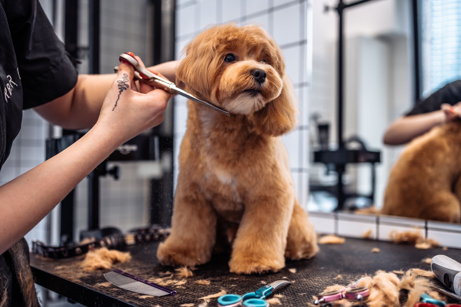Brown poodle being groomed on a table, with clippers and trimmed fur around it