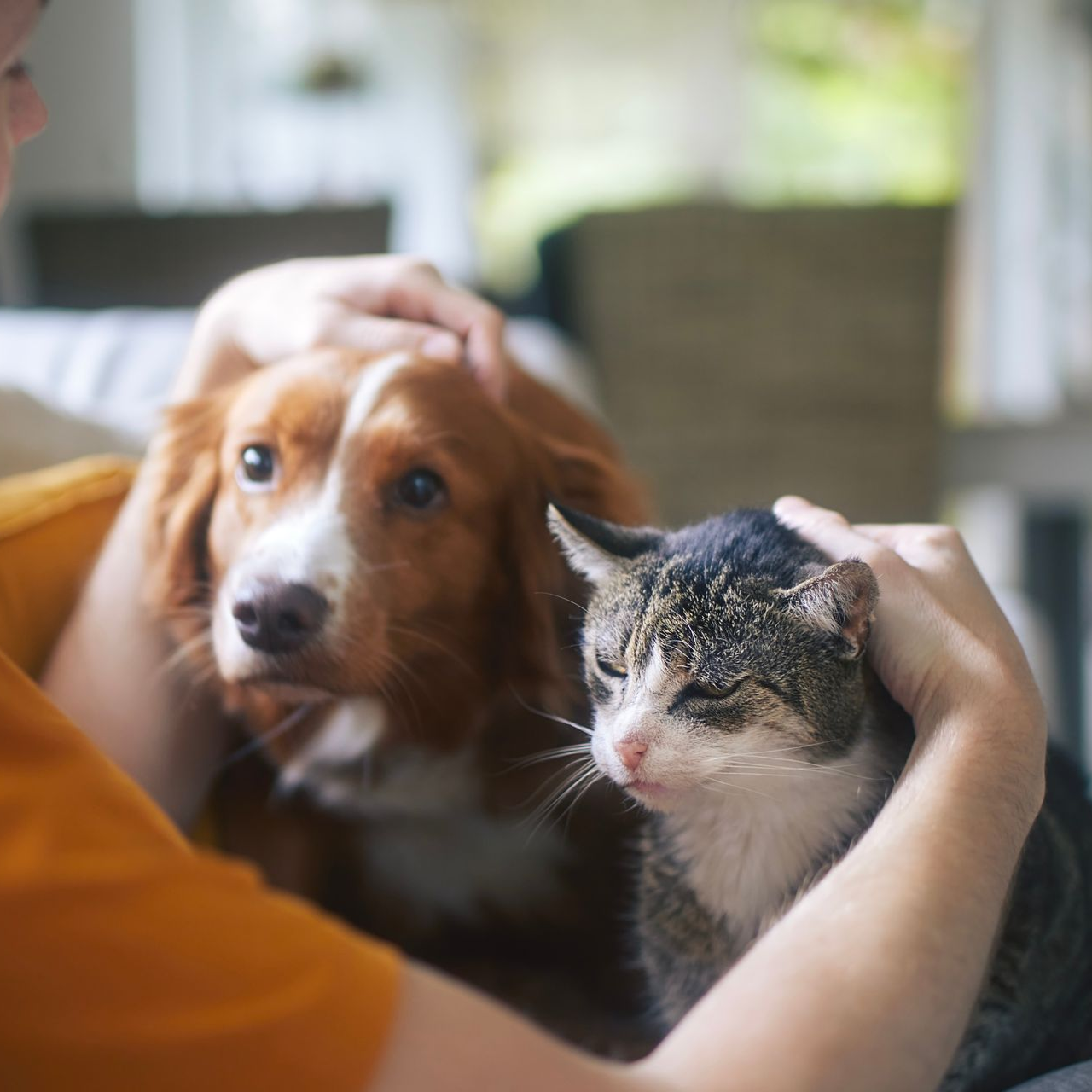Person holding a dog and cat close together indoors