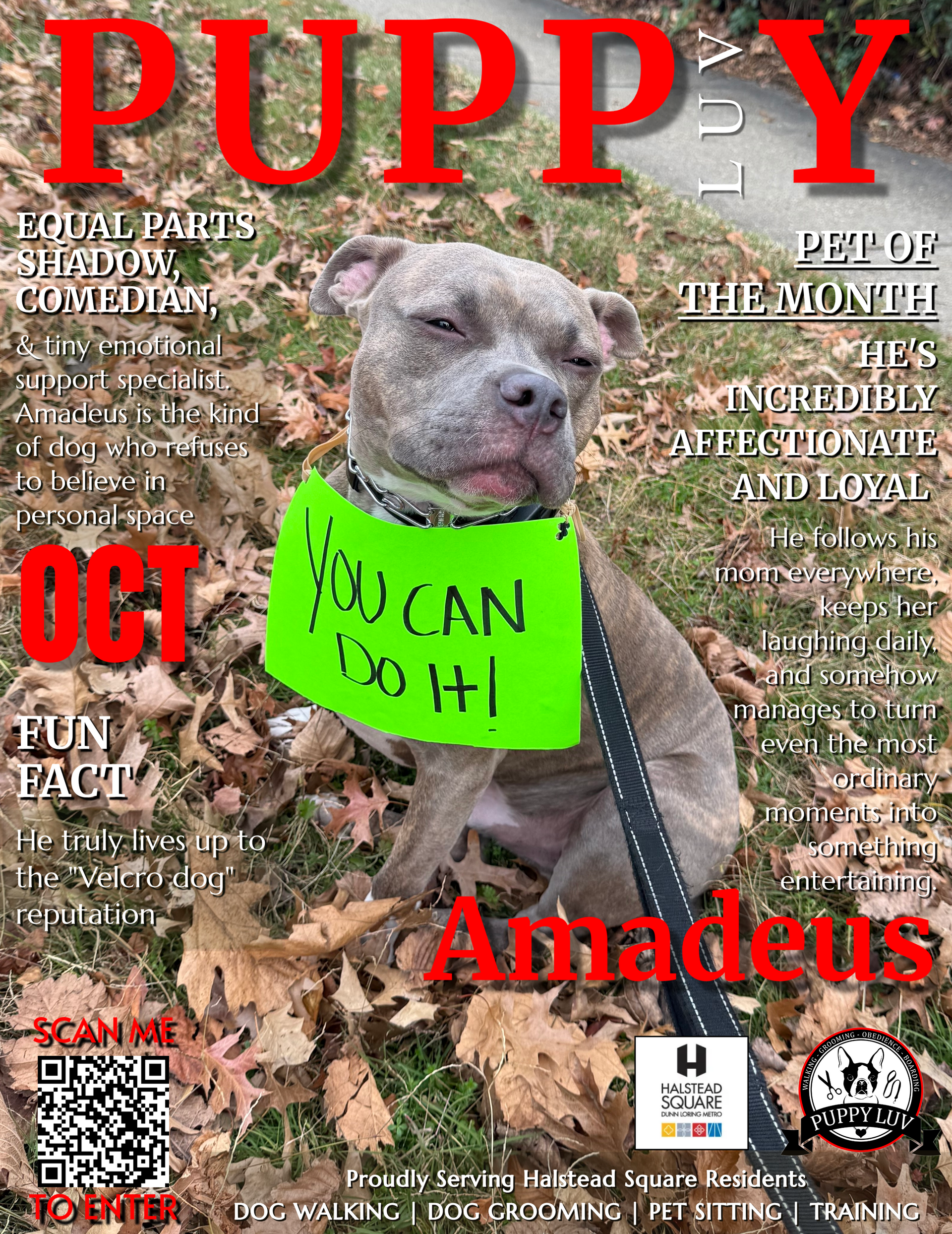 Amadeus, the October Pet of the Month from Halstead Square, wearing a green You Can Do It sign