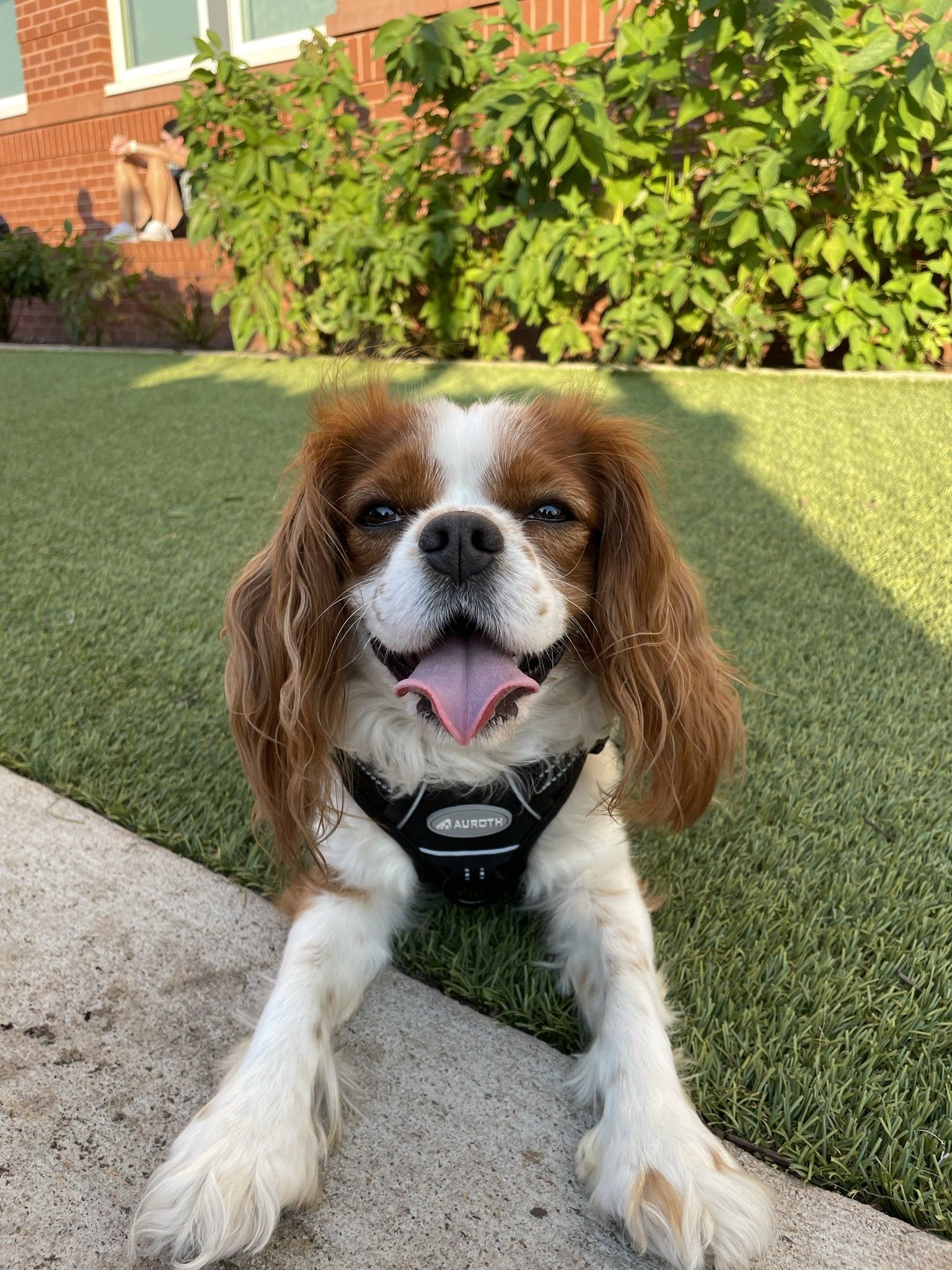 Brown-and-white dog lying on a sidewalk, wearing a black harness, with green shrubs behind it.