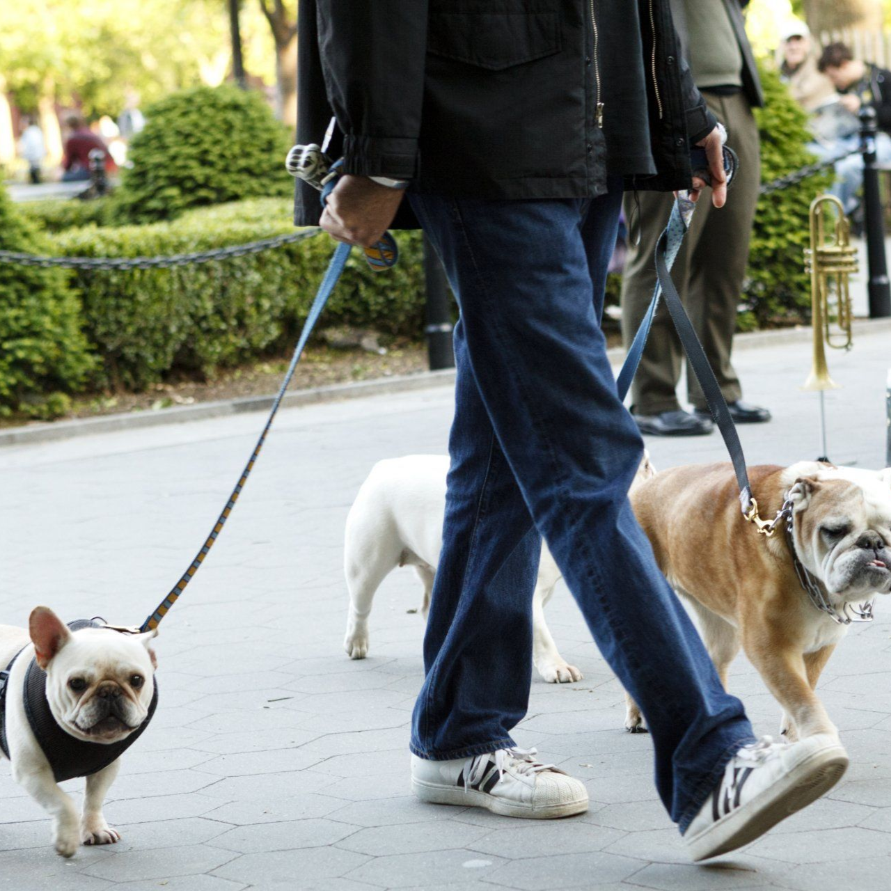 Person walking two leashed dogs on a city sidewalk, including a pug and a bulldog