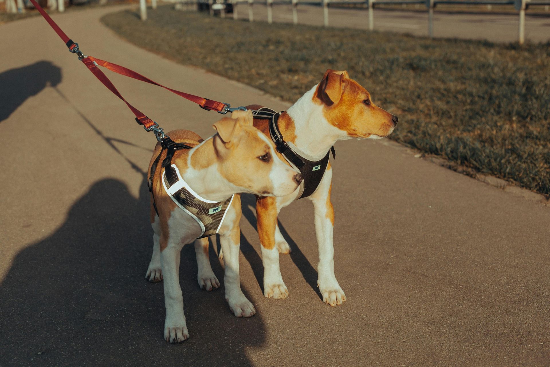 Dog walking Alexandria VA