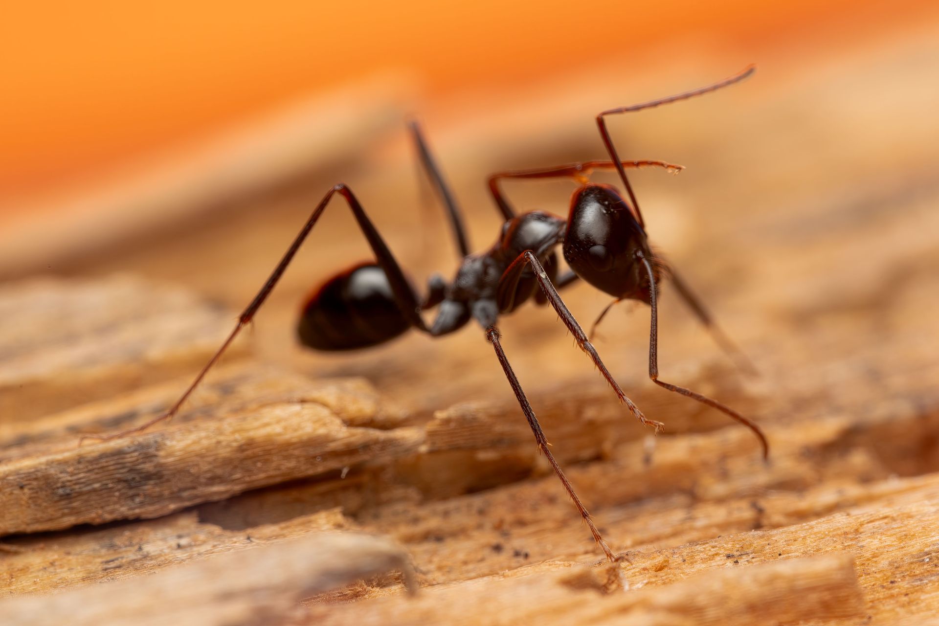 Ant Crawling on Wooden Surface