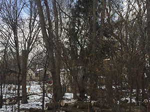 Northern Hardwood Forest — Lake Geneva, WI — Eagle Eye Tree Service