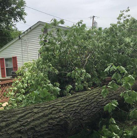 Fallen Tree — Lake Geneva, WI — Eagle Eye Tree Service Fallen Tree — Lake Geneva, WI — Eagle Eye Tree Service