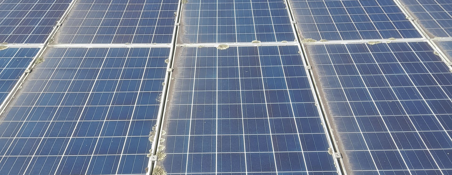 Lichen on dirty solar panels