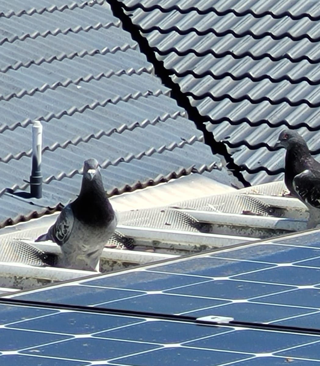 Birds around solar