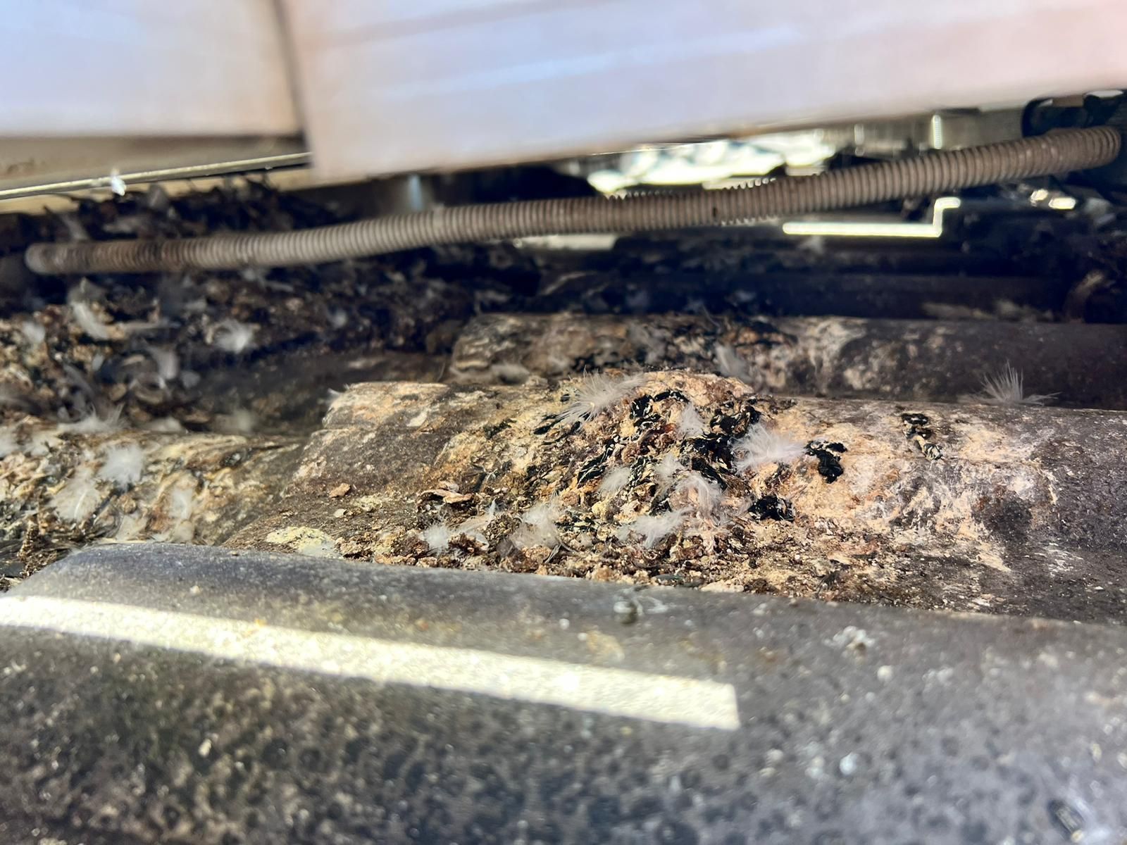 Bird droppings built up under solar