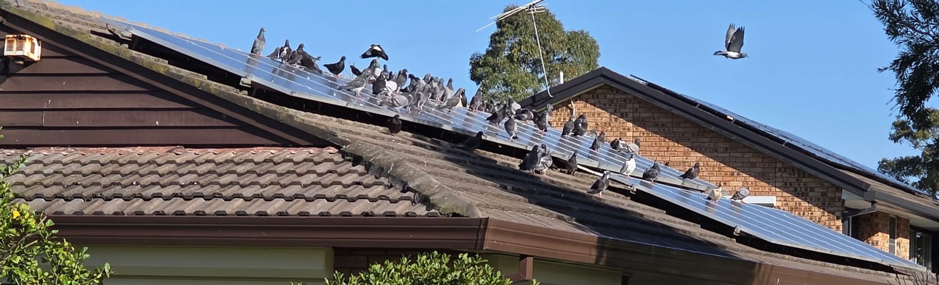 Birds on solar