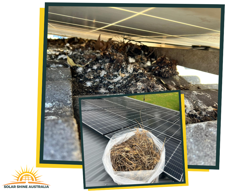 Bird droppings under solar