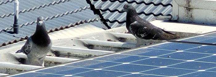 Birds around solar